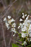 Buckwheat tree <BR>Black titi